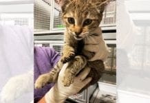 Savona – Gattina si infila nel vano motore di un’auto: salvata dai Vigili del Fuoco