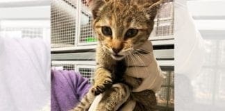 Savona – Gattina si infila nel vano motore di un’auto: salvata dai Vigili del Fuoco