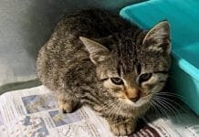Noli – Gattino abbandonato in cerca di una nuova famiglia