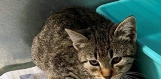 Noli – Gattino abbandonato in cerca di una nuova famiglia