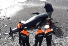 Imperia – Delfino spiaggiato alla spiaggia della Galeazza globicefalo morto imperia