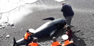 Imperia – Delfino spiaggiato alla spiaggia della Galeazza globicefalo morto imperia