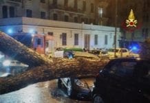 La Spezia – Albero cade in via XX settembre e colpisce un’auto albero caduto La Spezia