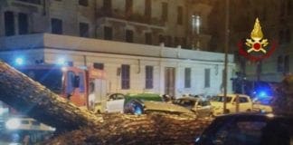 La Spezia – Albero cade in via XX settembre e colpisce un’auto albero caduto La Spezia