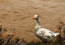 Maltempo in Liguria – Difficoltà e problemi anche per gli animali