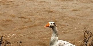 Maltempo in Liguria – Difficoltà e problemi anche per gli animali