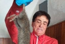 Imperia – Topo “gigante” catturato in un’abitazione topo gigante