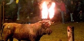 Toro con le corna incendiate – Torna (tra le proteste) la festa del Toro Jubilo in Spagna toro jubilo, festa spagna