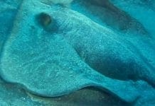 Genovese punto da un trigone in Costarica è in viaggio verso l’Italia trigone
