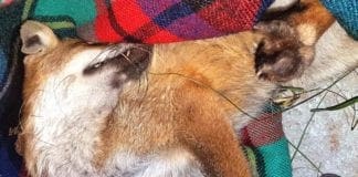 Cairo, investita una giovane volpe