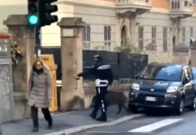 Ucciso il cinghiale che attraversa la strada sulle strisce in corso Montegrappa cinghiale educato sulle strisce