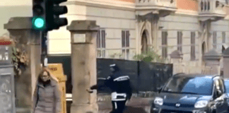 Ucciso il cinghiale che attraversa la strada sulle strisce in corso Montegrappa cinghiale educato sulle strisce