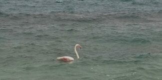 Fenicottero rosa – Diversi avvistamenti tra Arenzano e Cogoleto fenicottero cogoleto