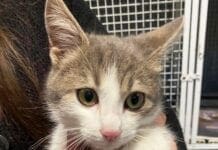 Salvato nei boschi, gattino adottato la vigilia di Natale gatto gattino