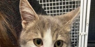 Salvato nei boschi, gattino adottato la vigilia di Natale gatto gattino