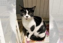 Gattino investito ad Albisola, l’Enpa cerca il proprietario