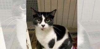 Gattino investito ad Albisola, l’Enpa cerca il proprietario