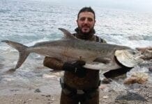 Pescata una leccia da 20 kg davanti a Capo Noli leccia pescasub capo noli