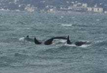 Orche a Genova – Veterinari dell’Acquario confermano la morte del cucciolo orche genova