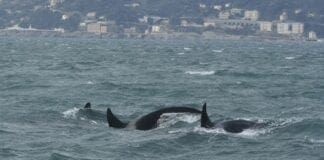 Orche a Genova – Le foto rivelano che arrivano dall’Islanda orche genova