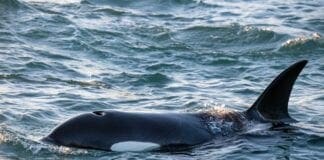 Orche avvistate al largo di Portofino orche genova