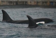 Orche in Liguria – Dove sono ora? Ricerche dopo le mareggiate orche Liguria