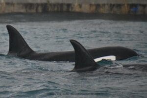 orche Liguria