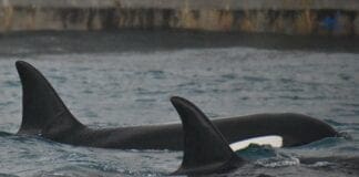 Orche avvistate nello Stretto di Messina ma una manca all’appello – VIDEO orche Liguria