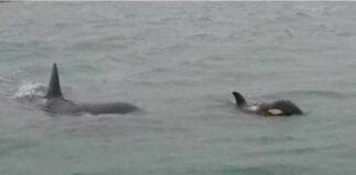 Orche a Voltri – Sono 4 le orche e le seguono gli esperti dell’Acquario di Genova orche voltri