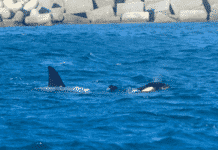 Orche a Genova – La mamma ha abbandonato il cucciolo morto e ora si spera orche a Voltri, Prà, porto di Prà, Acquario di Genova, notizie Genova, notizie Liguria