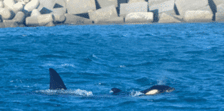 Orche a Genova – Il branco lascia Prà e si sposta verso Savona orche a Voltri, Prà, porto di Prà, Acquario di Genova, notizie Genova, notizie Liguria