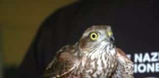 Finale Ligure, sparviere in difficoltà soccorso dall’Enpa