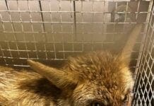 Cucciolo di Volpe travolto da auto a Villanova d’Albenga e soccorso dall’ENPA volpe investita Villanova d'Albenga