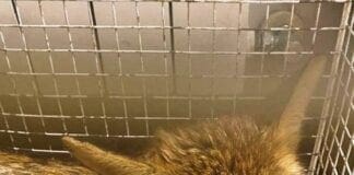 Cucciolo di Volpe travolto da auto a Villanova d’Albenga e soccorso dall’ENPA volpe investita Villanova d'Albenga