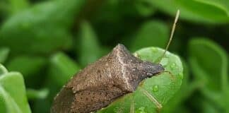 Cimice Asiatica in Liguria – A Lavagna il primo convegno sull’invasione cimici orientali asiatiche