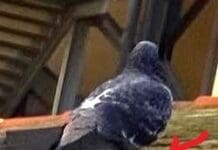 Savona, spara siringhe agli uccelli: allarme dell’Enpa – FOTO