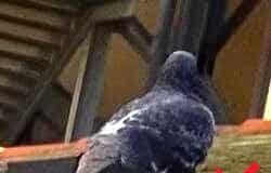 Savona, spara siringhe agli uccelli: allarme dell’Enpa – FOTO