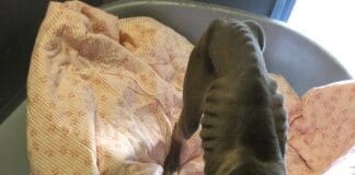 Lasciati al freddo senza cibo né acqua, OIPA salva due cani: denunciati i padroni