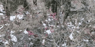 Domenica di pulizia di Begato per i ragazzi di Fridays for Future e Genova Cleaner