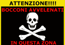 Pietra Ligure, gatta muore per boccone avvelenato. E’ allarme