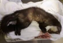 Varigotti, ancora veleno distribuito per uccidere: morta una faina