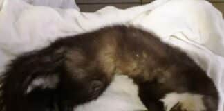 Varigotti, ancora veleno distribuito per uccidere: morta una faina