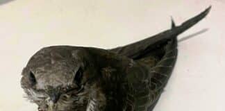 Rondone pallido ferito a Savona torna in Africa in aereo