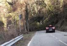 Borzonasca, albero cade e blocca la Statale 586. Tratto nuovamente percorribile