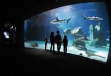 Acquario di Genova riapre il 28 maggio Acquario di Genova