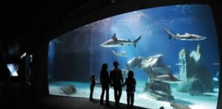 Coronavirus – Chiude l’Acquario di Genova, il Museo del Mare e il sommergibile Acquario di Genova