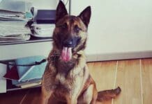 Maqui, il primo cane poliziotto in forze alla Locale di Genova