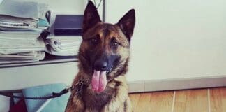 Maqui, il primo cane poliziotto in forze alla Locale di Genova