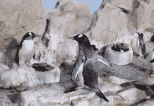 All’Acquario c’è aria di San Valentino, i pinguini Papua costruiscono il nido – VIDEO
