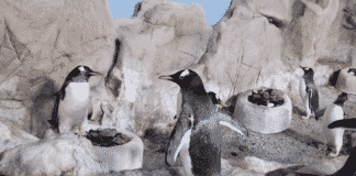 All’Acquario c’è aria di San Valentino, i pinguini Papua costruiscono il nido – VIDEO